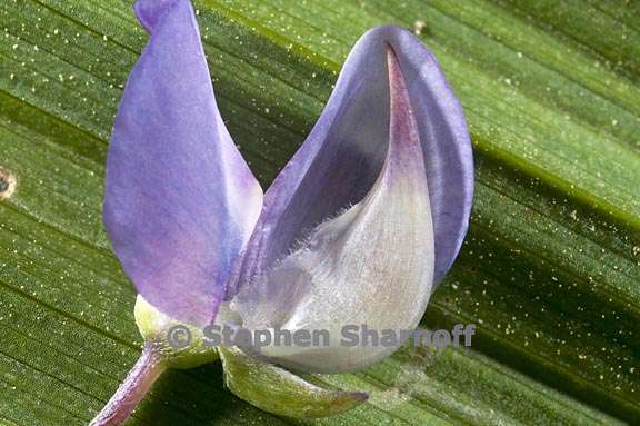 lupinus latifolius var columbianus 4 graphic